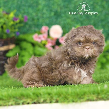 Shih Tzu puppy named Porter