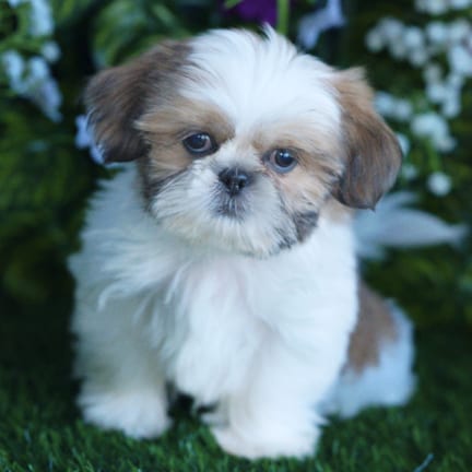Shih Tzu puppy named Niko
