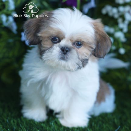 Shih Tzu puppy named Niko