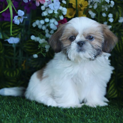Shih Tzu puppy named Niko
