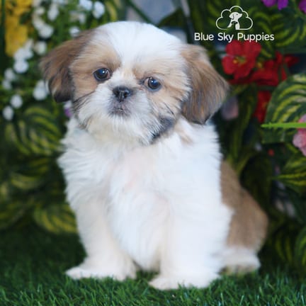 Shih Tzu puppy named Niko