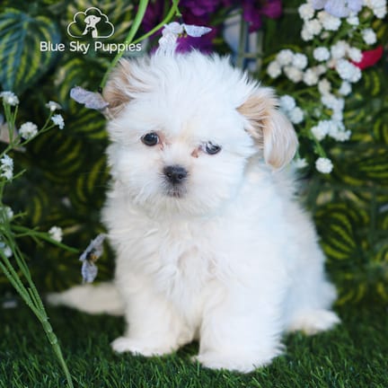 Shih Tzu puppy named Simon