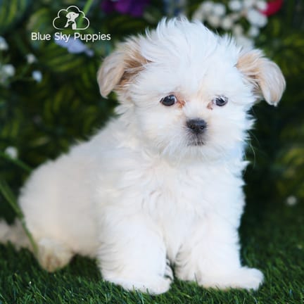 Shih Tzu puppy named Simon