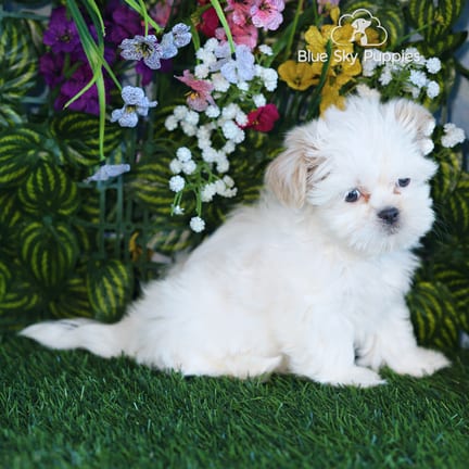 Shih Tzu puppy named Simon