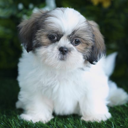 Shih Tzu puppy named Elmer