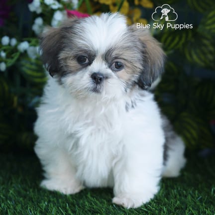 Shih Tzu puppy named Elmer