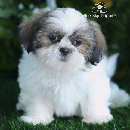 Shih Tzu puppy named Elmer