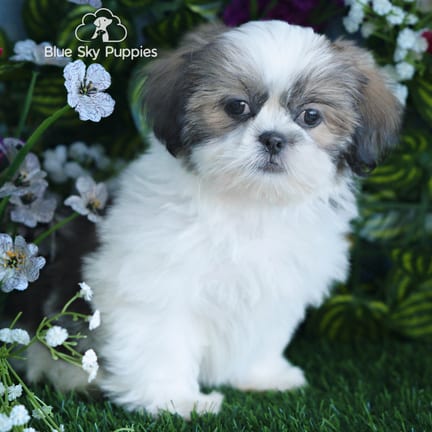 Shih Tzu puppy named Elmer