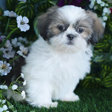 Shih Tzu puppy named Elmer