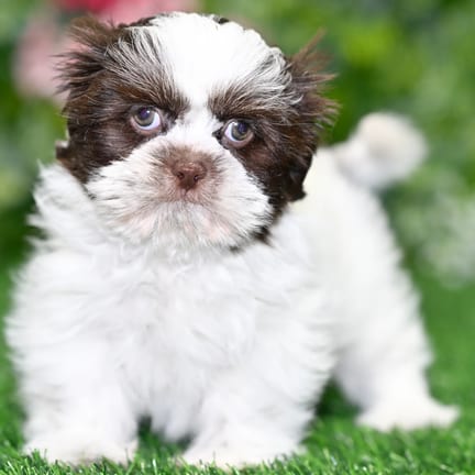 Shih Tzu puppy named Chance