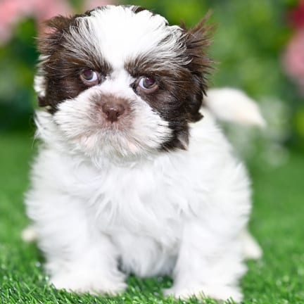 Shih Tzu puppy named Chance