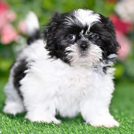 Shih Tzu puppy named Chester
