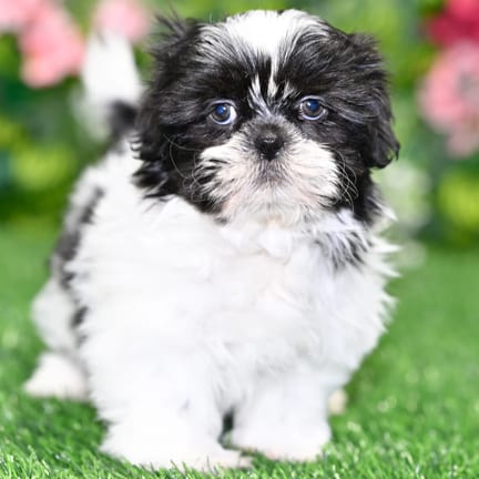 Shih Tzu puppy named Chester