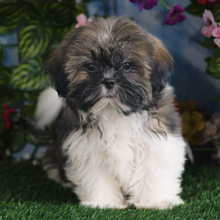 Shih Tzu puppy named Margot