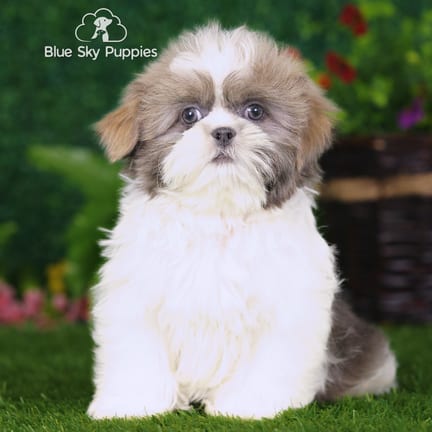 Shih Tzu puppy named Lane