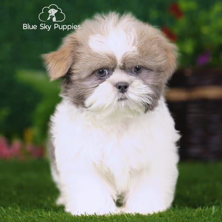 Shih Tzu puppy named Lane