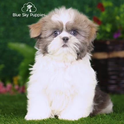 Shih Tzu puppy named Lane