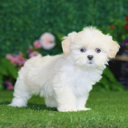 Shih Tzu puppy named Pixie