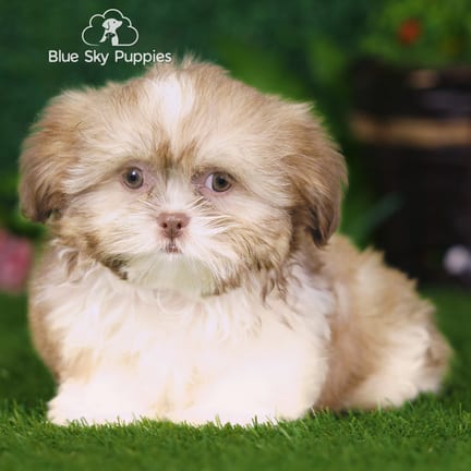 Shih Tzu puppy named Uinta