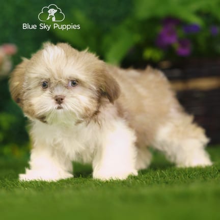 Shih Tzu puppy named Uinta