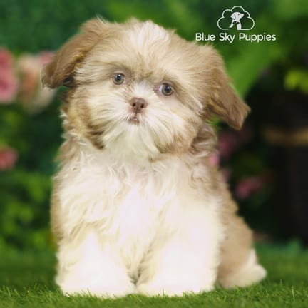 Shih Tzu puppy named Uinta