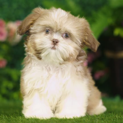 Shih Tzu puppy named Uinta