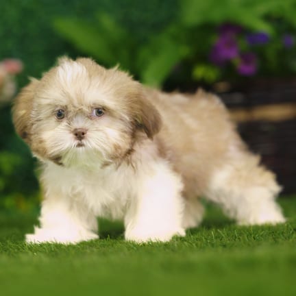 Shih Tzu puppy named Uinta
