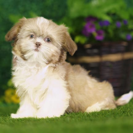 Shih Tzu puppy named Uinta