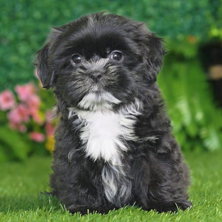 Shih Tzu puppy named Elmer