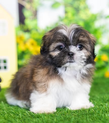 Shih Tzu puppy named Hazel