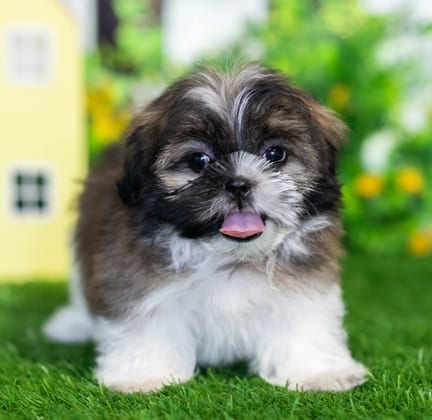 Shih Tzu puppy named Hazel