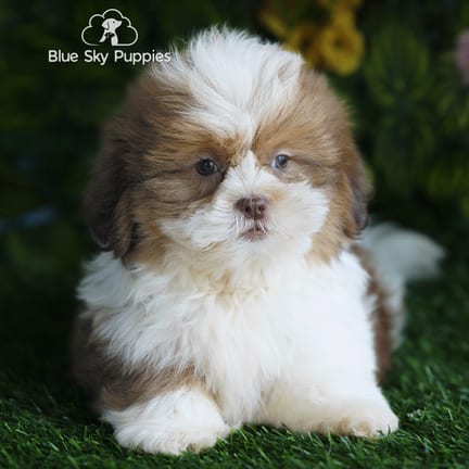 Shih Tzu puppy named Farley