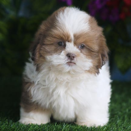 Shih Tzu puppy named Farley