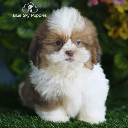 Shih Tzu puppy named Farley