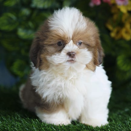 Shih Tzu puppy named Farley