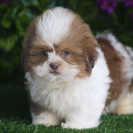 Shih Tzu puppy named Farley