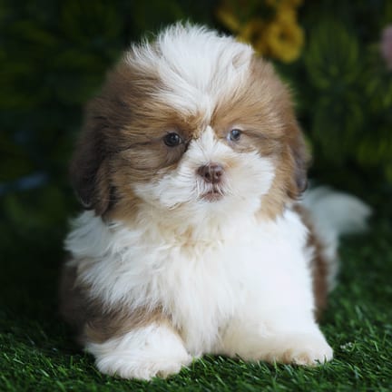 Shih Tzu puppy named Farley
