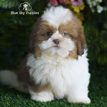 Shih Tzu puppy named Farley