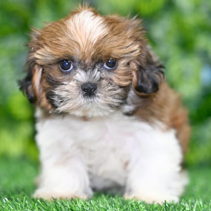 Shih Tzu puppy named Tyson