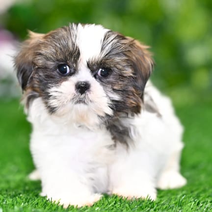 Shih Tzu puppy named Billie