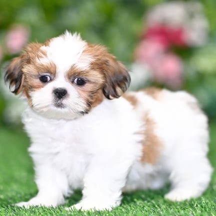 Shih Tzu puppy named Alexander
