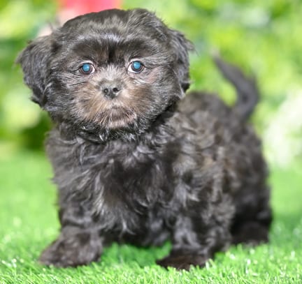 Shih Tzu puppy named Foster