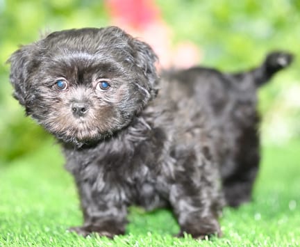 Shih Tzu puppy named Foster