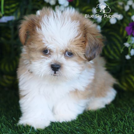 Shih Tzu puppy named Barkley