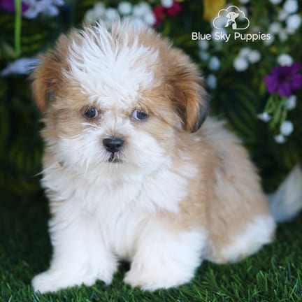 Shih Tzu puppy named Barkley