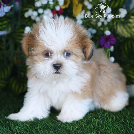 Shih Tzu puppy named Barkley