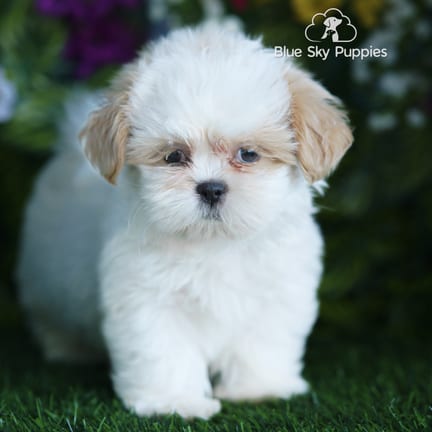 Shih Tzu puppy named Lewis