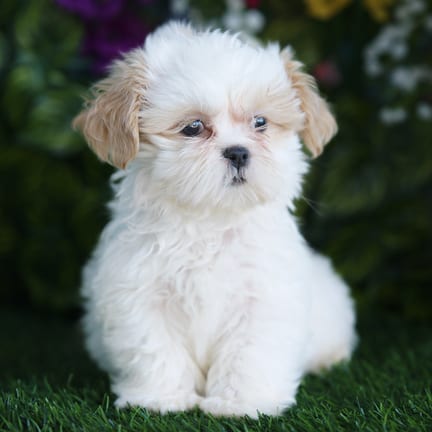 Shih Tzu puppy named Lewis