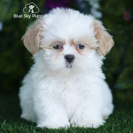 Shih Tzu puppy named Lewis