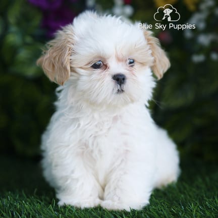Shih Tzu puppy named Lewis
